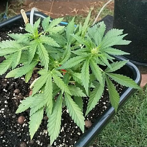 Super Lemon Haze - 1 growlog timeline photo