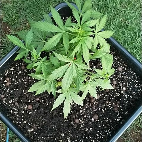 King Juice, Green House Seeds - 1 growlog timeline photo