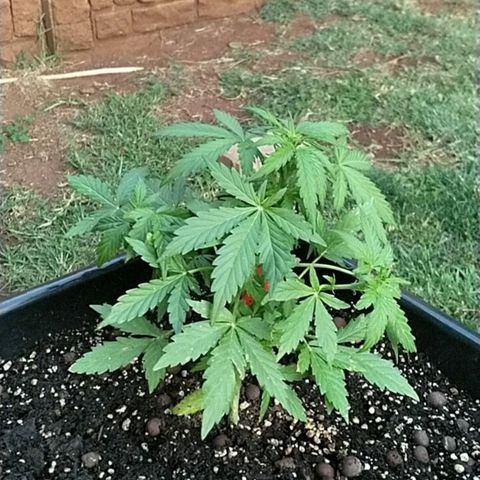 King Juice, Green House Seeds - 1 growlog timeline photo