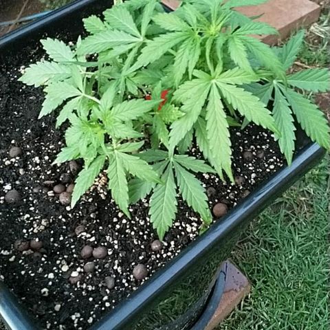 King Juice, Green House Seeds - 1 growlog timeline photo