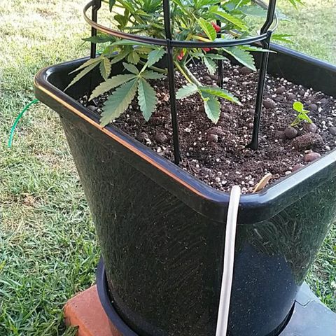 Super Lemon Haze - 1 growlog timeline photo