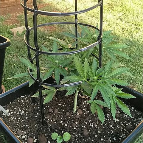 Super Lemon Haze - 1 growlog timeline photo