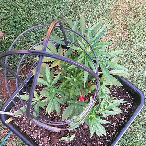 Super Lemon Haze - 1 growlog timeline photo