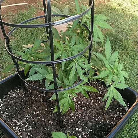 King Juice, Green House Seeds - 1 growlog timeline photo