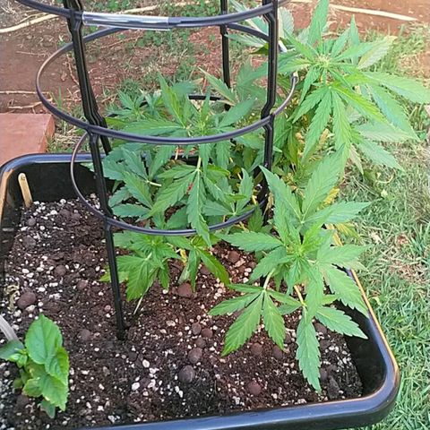 King Juice, Green House Seeds - 1 growlog timeline photo
