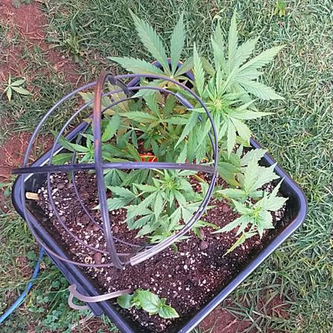 King Juice, Green House Seeds - 1 growlog timeline photo