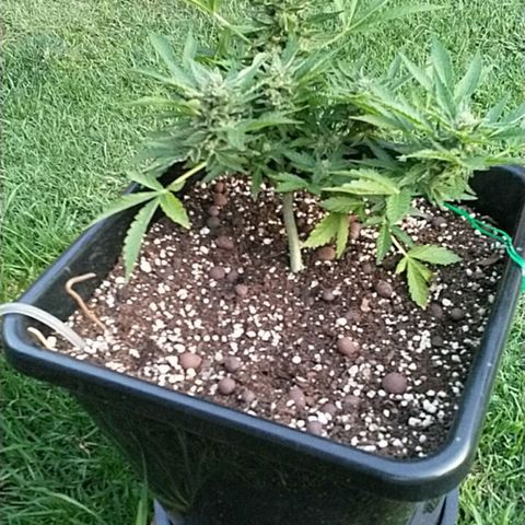 Super Lemon Haze - 1 growlog timeline photo