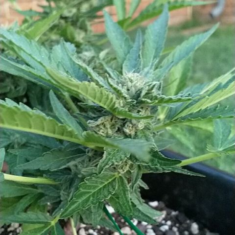 Super Lemon Haze - 1 growlog timeline photo