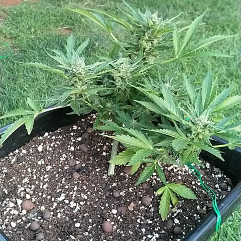 Super Lemon Haze - 1 growlog timeline photo