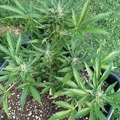 Super Lemon Haze - 1 growlog timeline photo