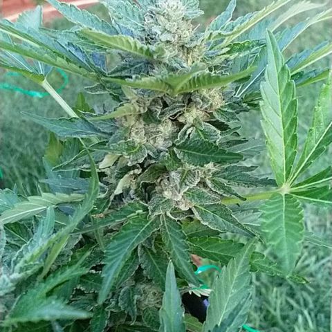 Super Lemon Haze - 1 growlog timeline photo