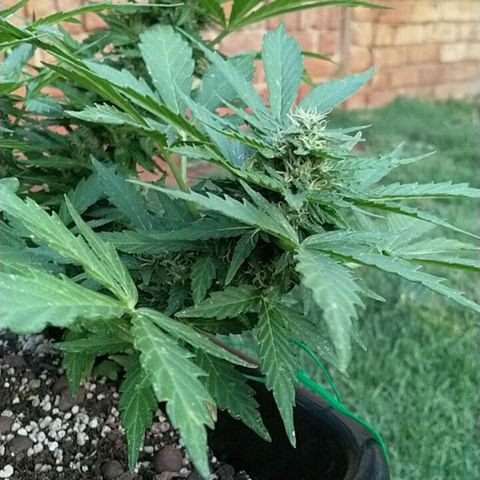 King Juice, Green House Seeds - 1 growlog timeline photo