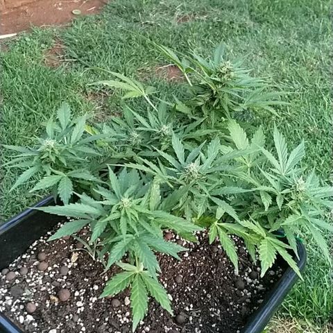 King Juice, Green House Seeds - 1 growlog timeline photo