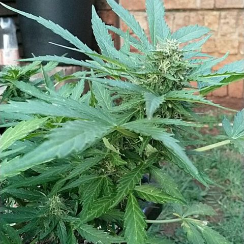 King Juice, Green House Seeds - 1 growlog timeline photo