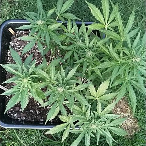 King Juice, Green House Seeds - 1 growlog timeline photo