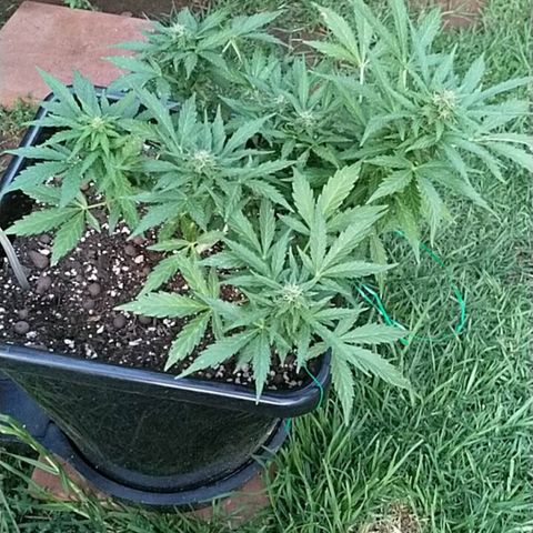 King Juice, Green House Seeds - 1 growlog timeline photo