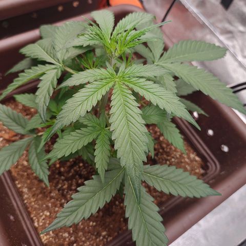 Mimosa AUTO growlog timeline photo