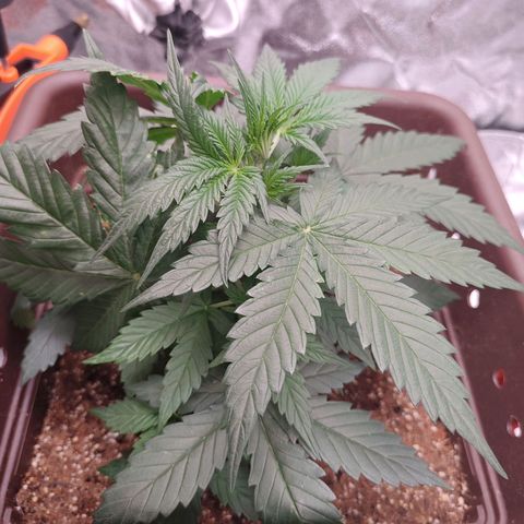 Strawberry Banana XXL CORREGIDA growlog timeline photo