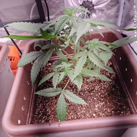 Mimosa AUTO growlog timeline photo
