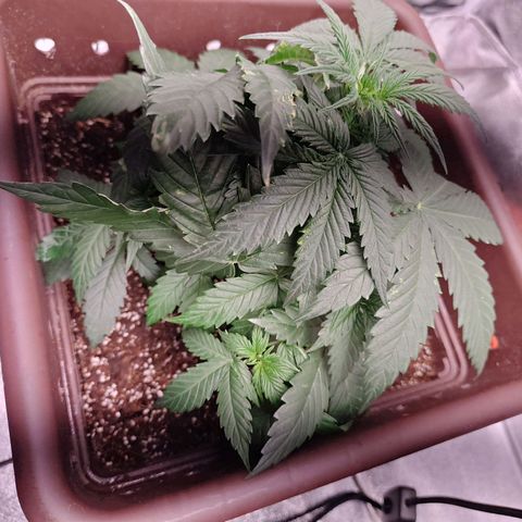 Strawberry Banana XXL CORREGIDA growlog timeline photo