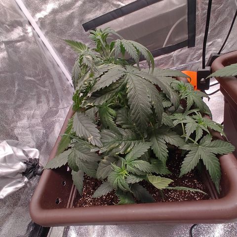 Strawberry Banana XXL CORREGIDA growlog timeline photo