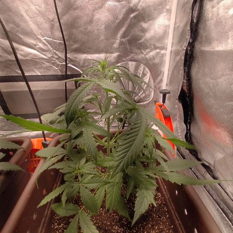 Mimosa AUTO growlog timeline photo