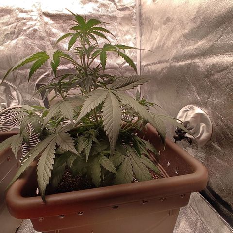 Strawberry Banana XXL CORREGIDA growlog timeline photo
