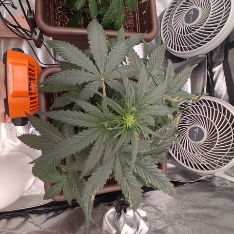 Strawberry Banana XXL CORREGIDA growlog timeline photo