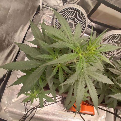 Mimosa AUTO growlog timeline photo