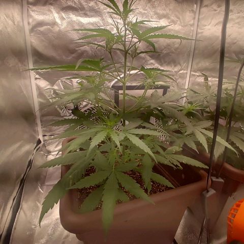 Mimosa AUTO growlog timeline photo