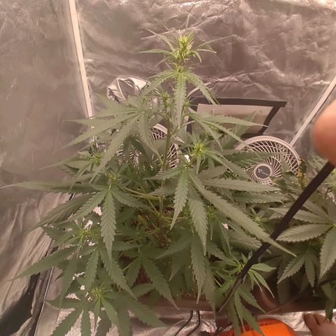 Mimosa AUTO growlog timeline photo