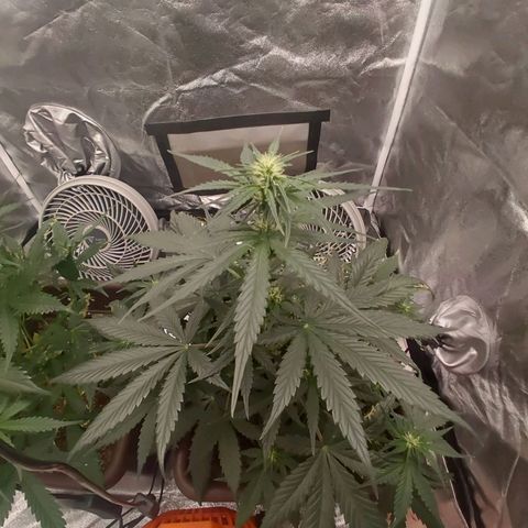 Strawberry Banana XXL CORREGIDA growlog timeline photo