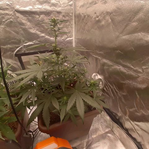 Strawberry Banana XXL CORREGIDA growlog timeline photo