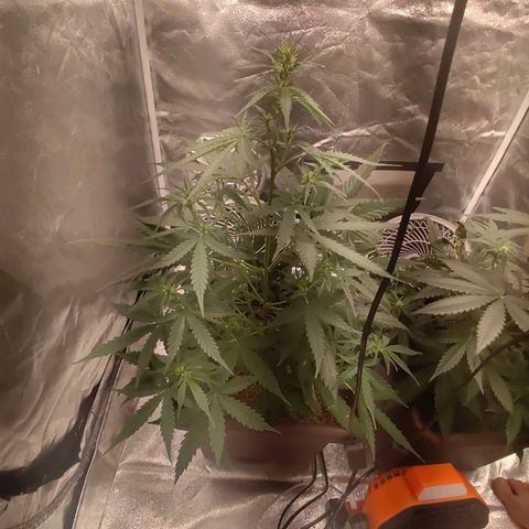 Mimosa AUTO growlog timeline photo