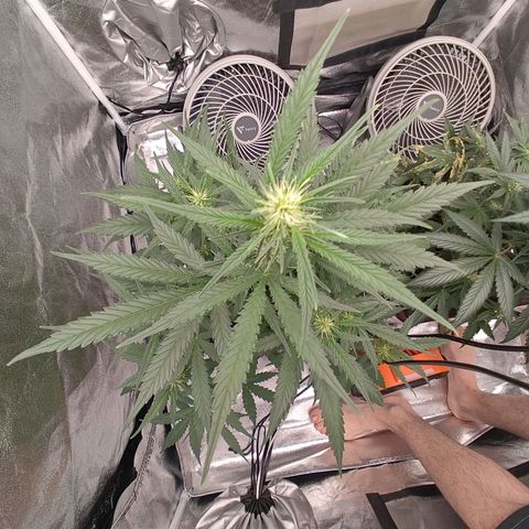 Mimosa AUTO growlog timeline photo