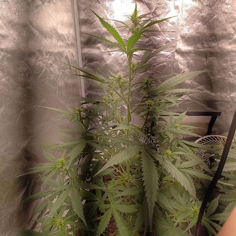 Mimosa AUTO growlog timeline photo