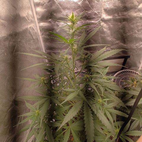 Mimosa AUTO growlog timeline photo