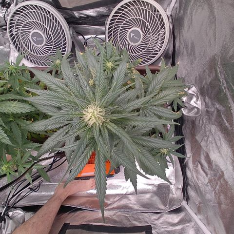 Strawberry Banana XXL CORREGIDA growlog timeline photo