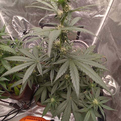 Strawberry Banana XXL CORREGIDA growlog timeline photo