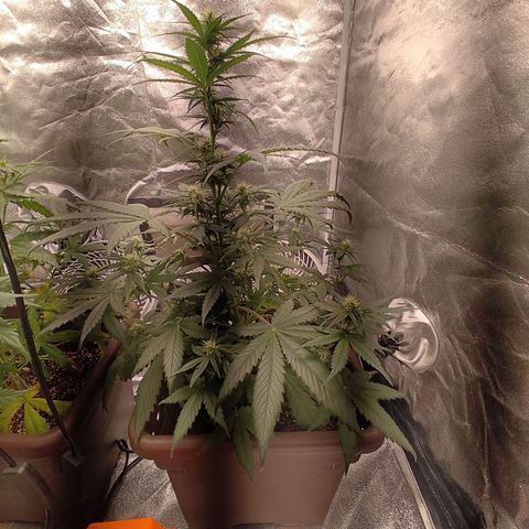 Strawberry Banana XXL CORREGIDA growlog timeline photo