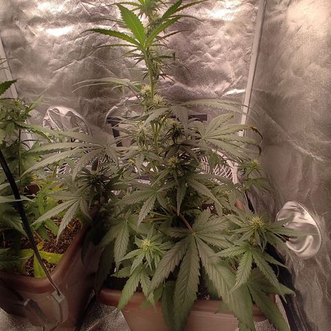 Strawberry Banana XXL CORREGIDA growlog timeline photo