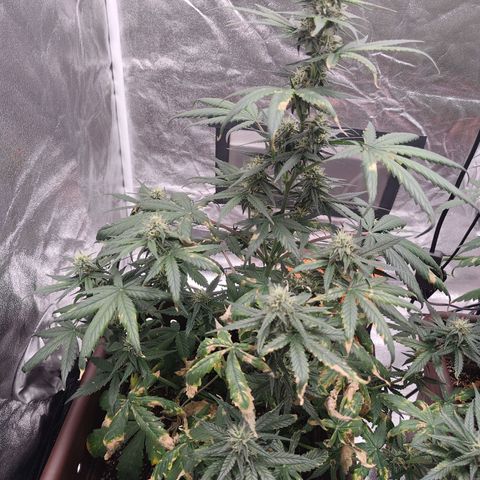 Strawberry Banana XXL CORREGIDA growlog timeline photo