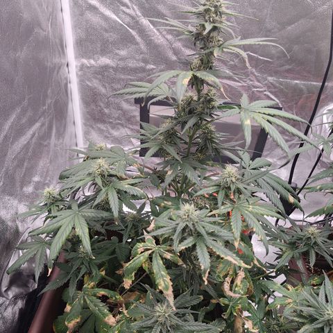 Strawberry Banana XXL CORREGIDA growlog timeline photo