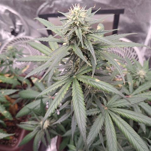 Strawberry Banana XXL CORREGIDA growlog timeline photo
