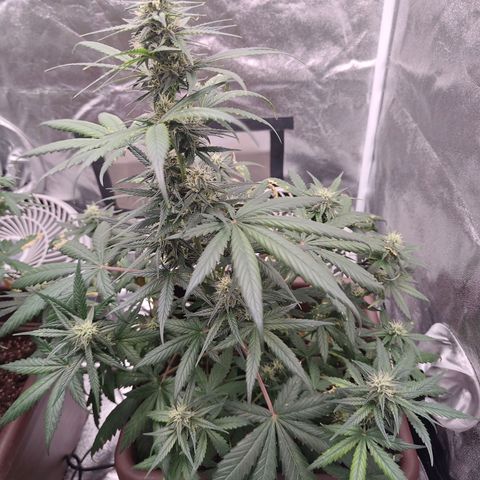 Strawberry Banana XXL CORREGIDA growlog timeline photo