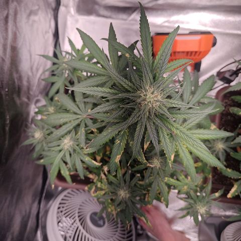 Strawberry Banana XXL CORREGIDA growlog timeline photo