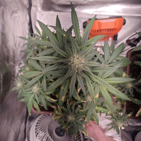Strawberry Banana XXL CORREGIDA growlog timeline photo