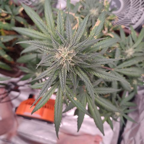 Strawberry Banana XXL CORREGIDA growlog timeline photo