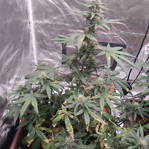 Strawberry Banana XXL CORREGIDA growlog timeline photo