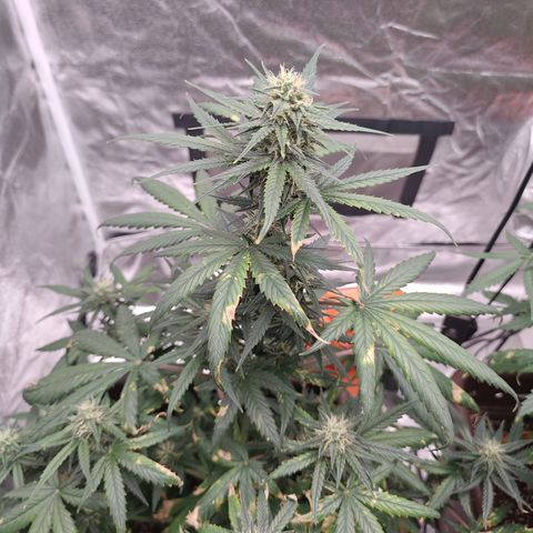 Strawberry Banana XXL CORREGIDA growlog timeline photo